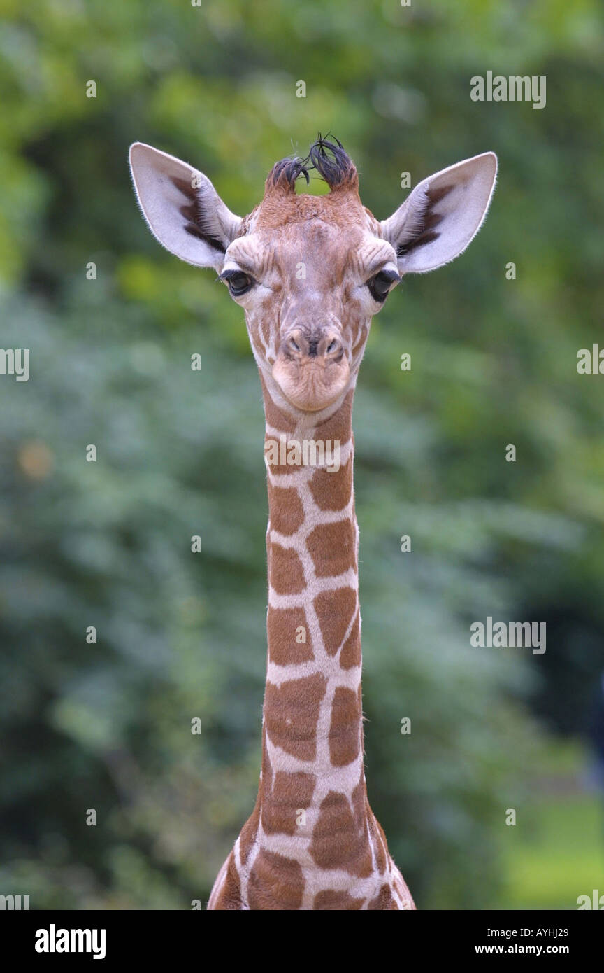 Giraffe im Zoo Stock Photo