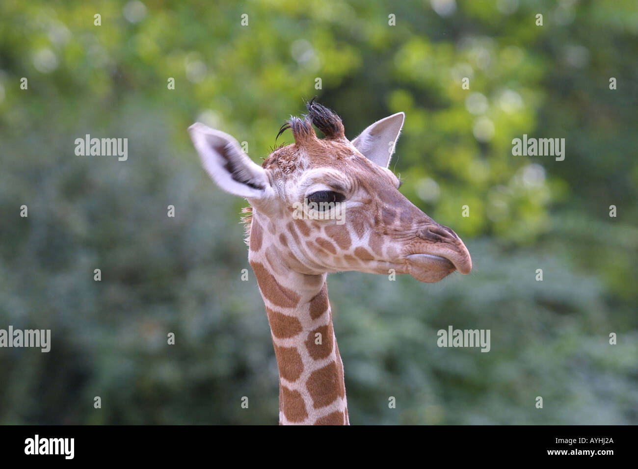 Giraffe im Zoo Stock Photo