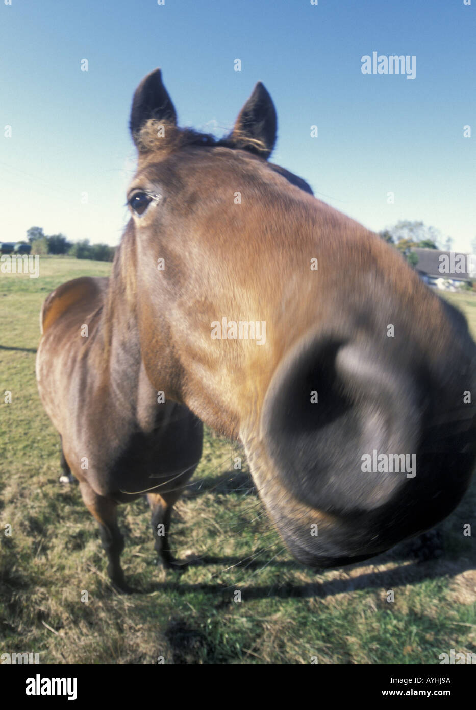 Aufdringliches Pferd auf einer Koppel Stock Photo