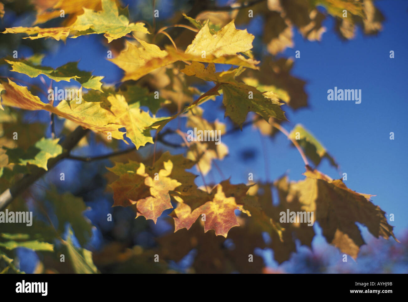 Herbstlaub eines Ahornbaumes Stock Photo