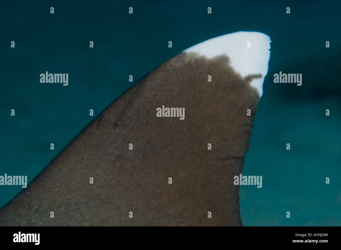 White tip reef shark dorsal fin Triaenodon obesus Yap Federated States