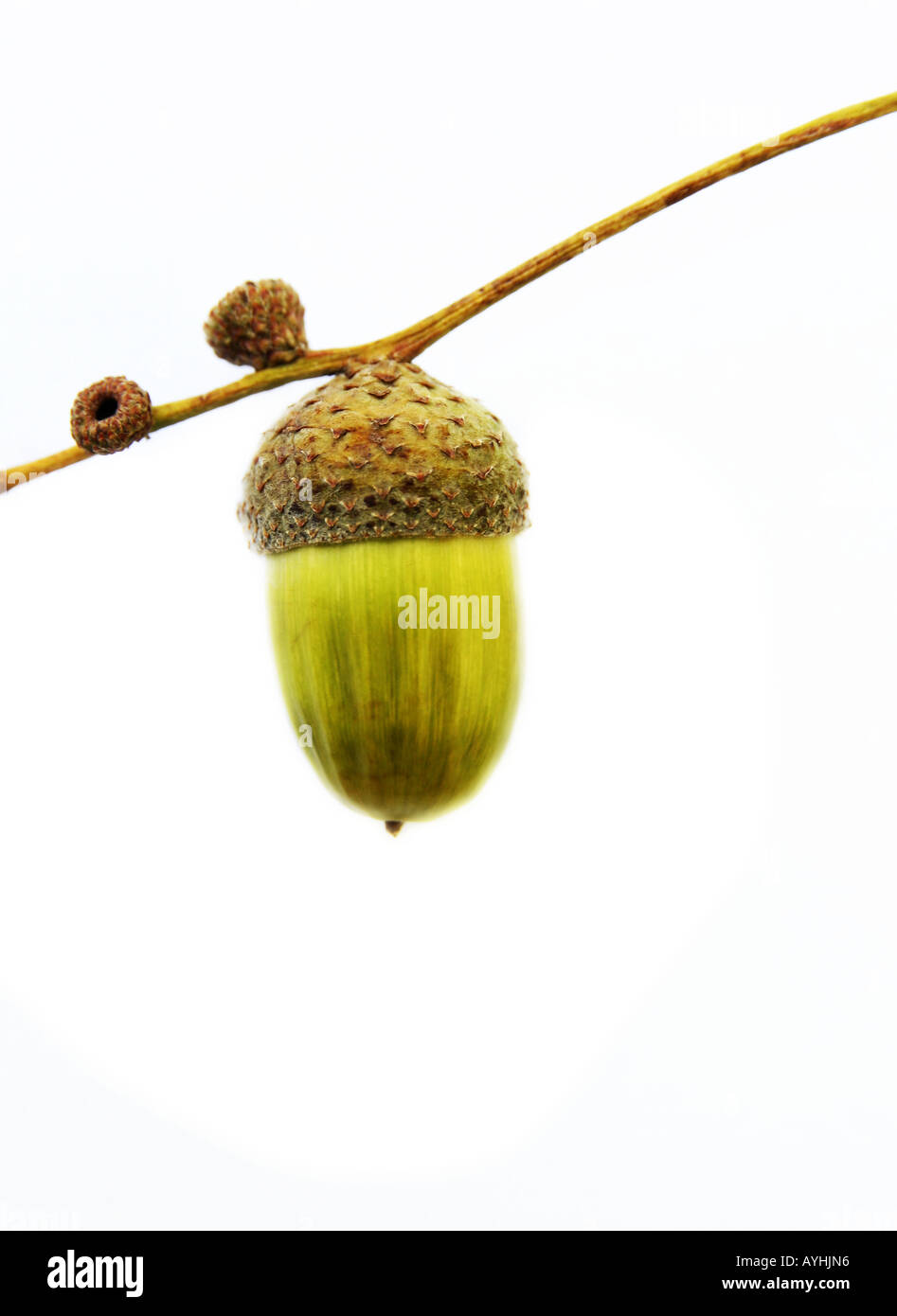 image of an acorn on a white background Stock Photo