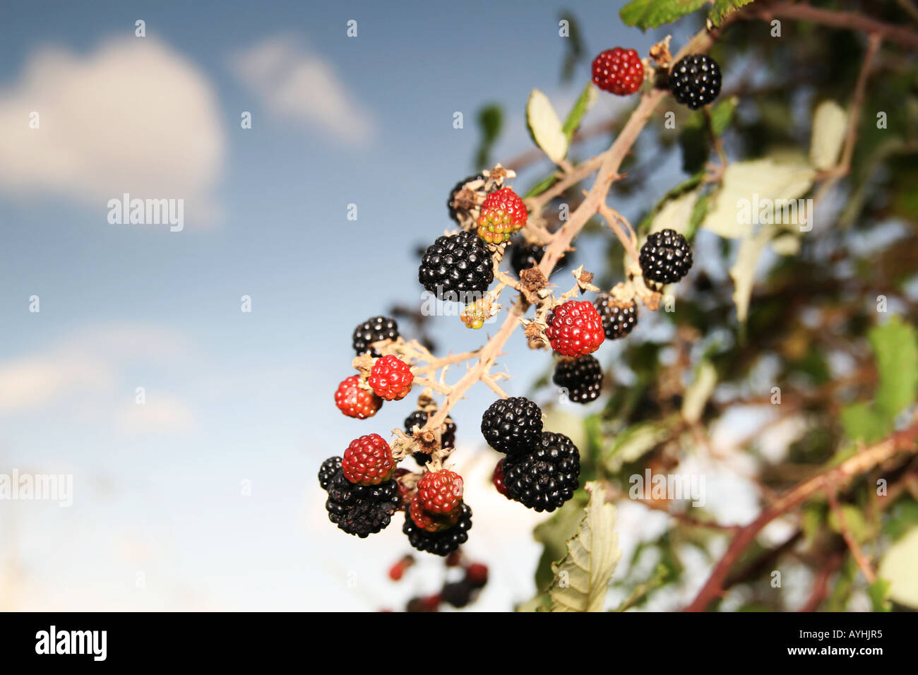 blackberries growing wild in the hedgerow Stock Photo