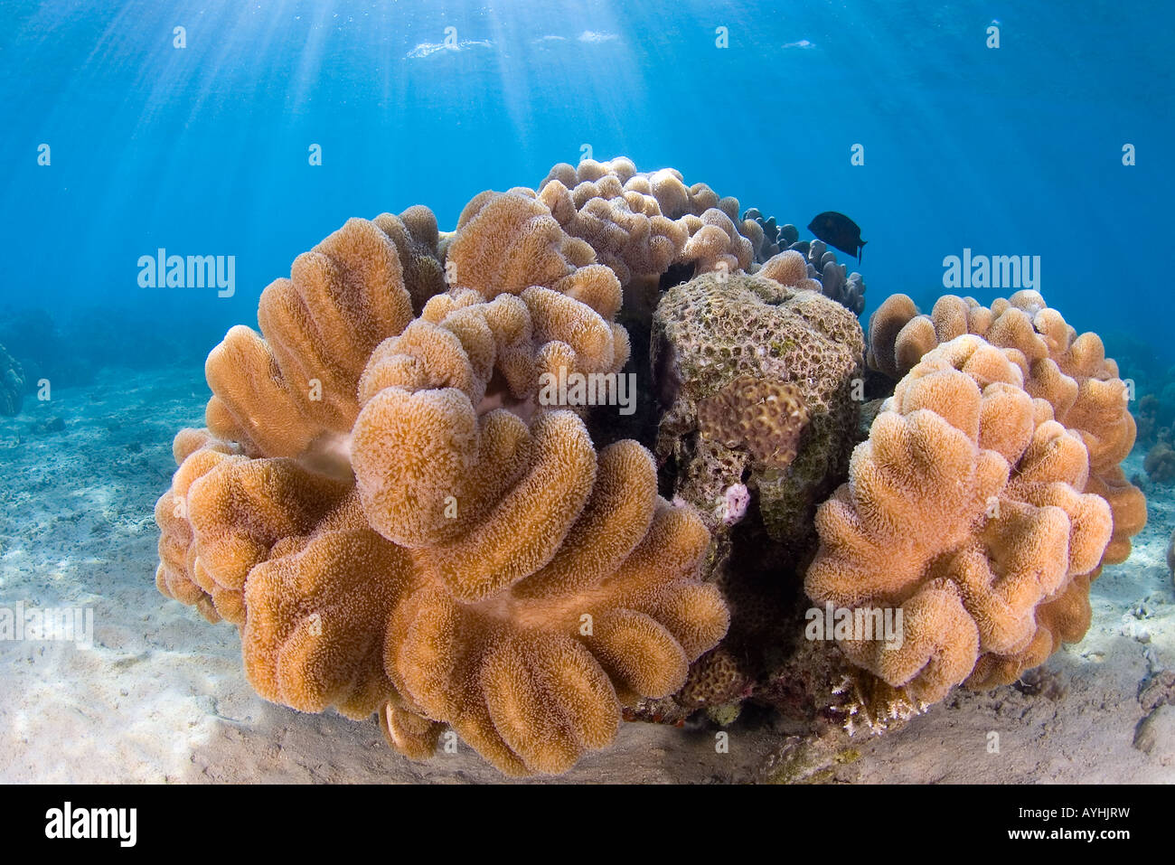 Sunrays and leather coral Sarcophyton sp Yap Federated States of Micronesia Pacific Ocean Stock Photo