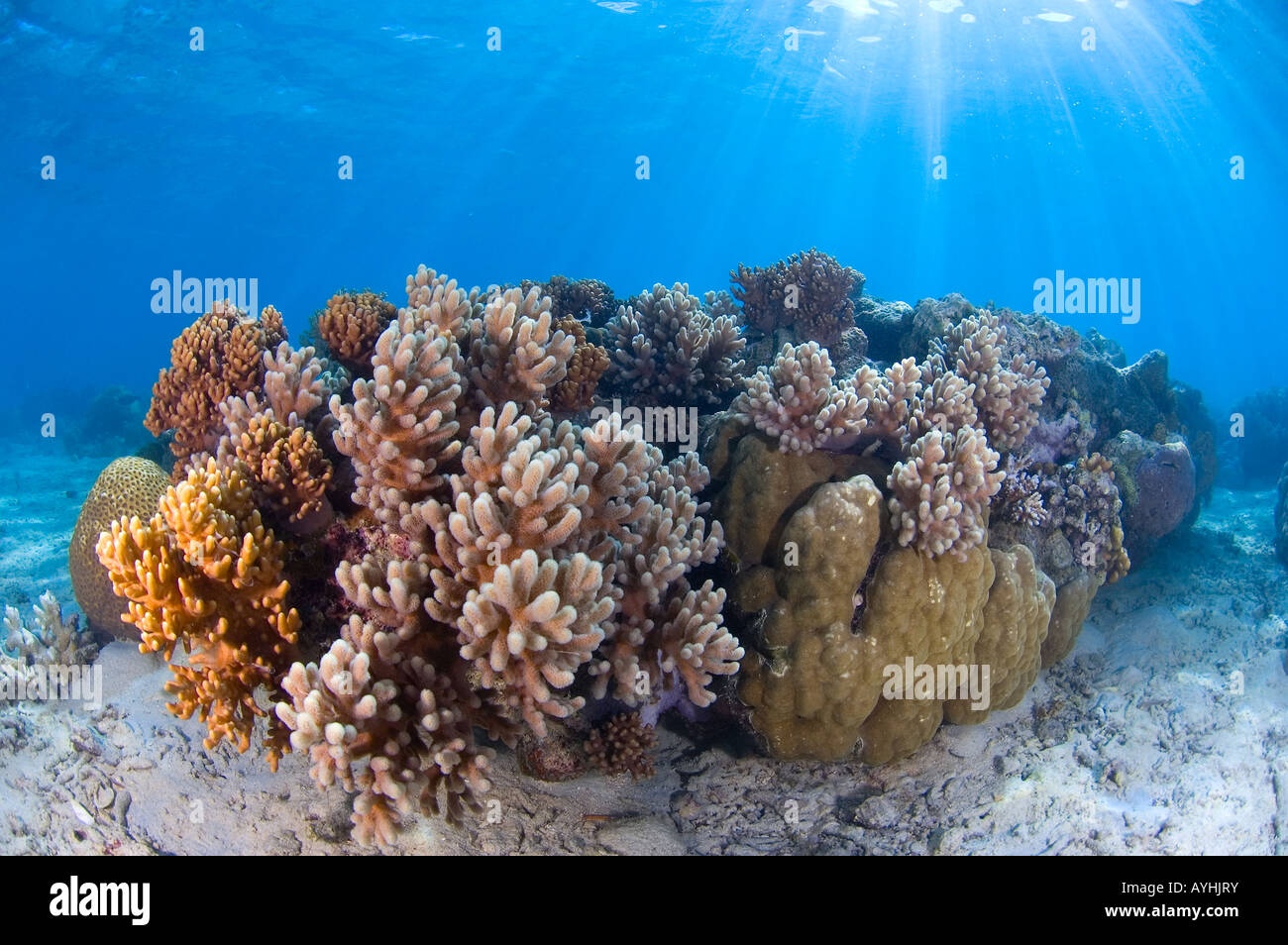 Sunrays and leather coral Sarcophyton sp Yap Federated States of Micronesia Pacific Ocean Stock Photo