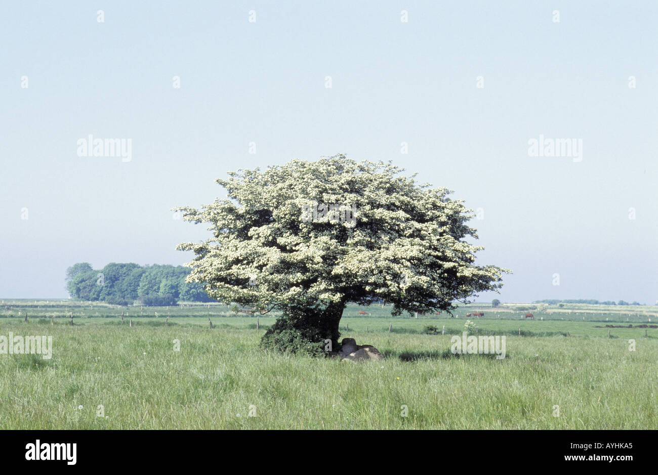 Weissdorn Baum High Resolution Stock Photography And Images Alamy