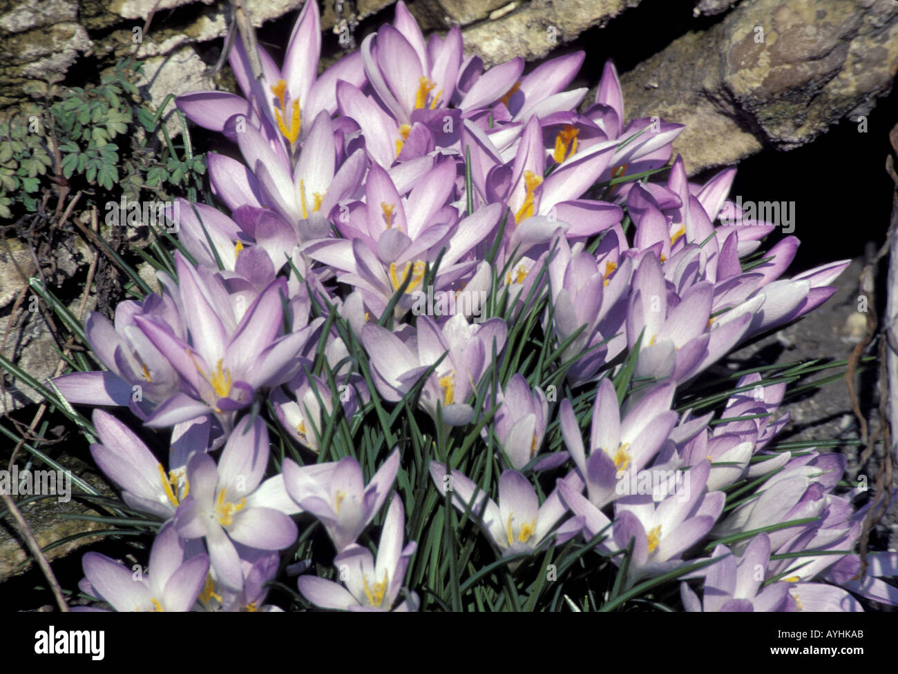 Violette Krokusse Stock Photo