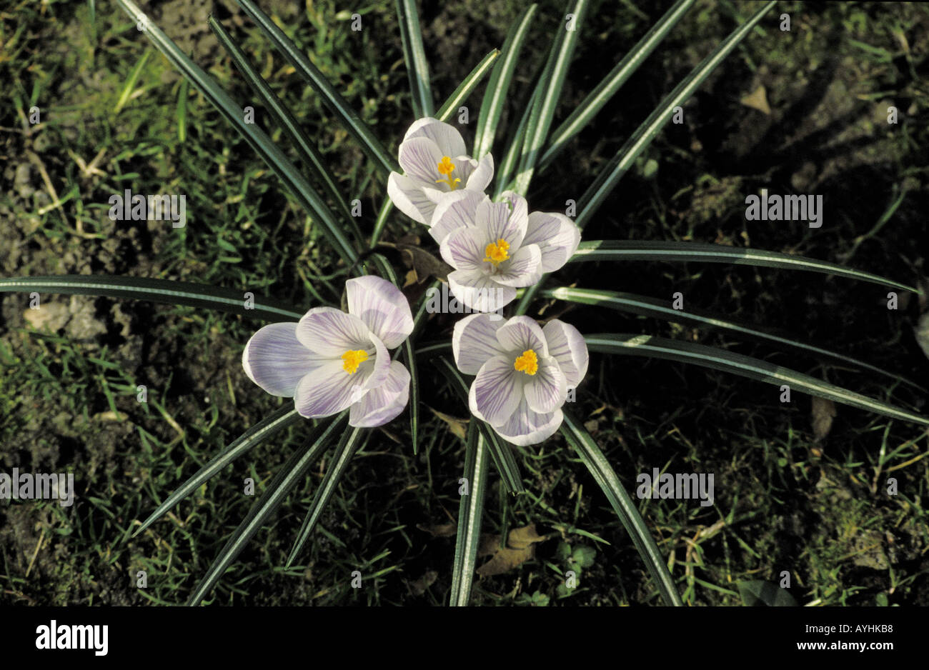 Violette Krokusse Stock Photo