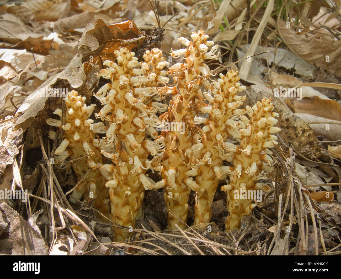 Squawroot or cancerroot Conopholis americana Torreya State Park Florida perennial plant parasite Stock Photo