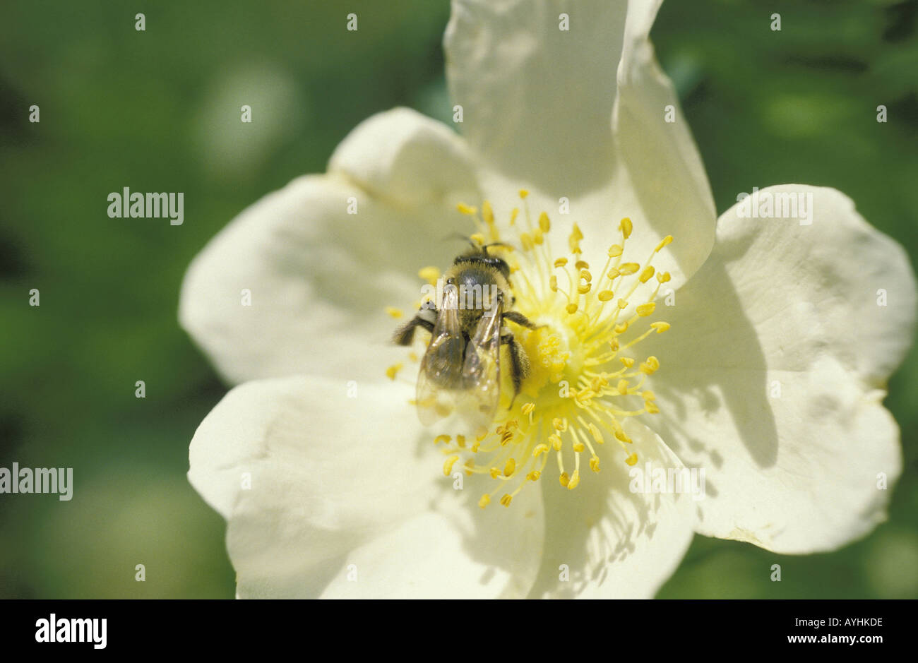Heckenrose mit Biene Stock Photo