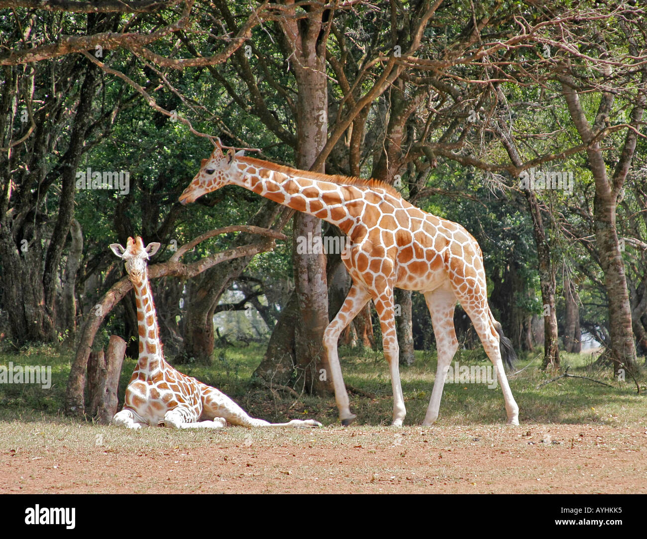 Adult male and juvenile giraffes Stock Photo