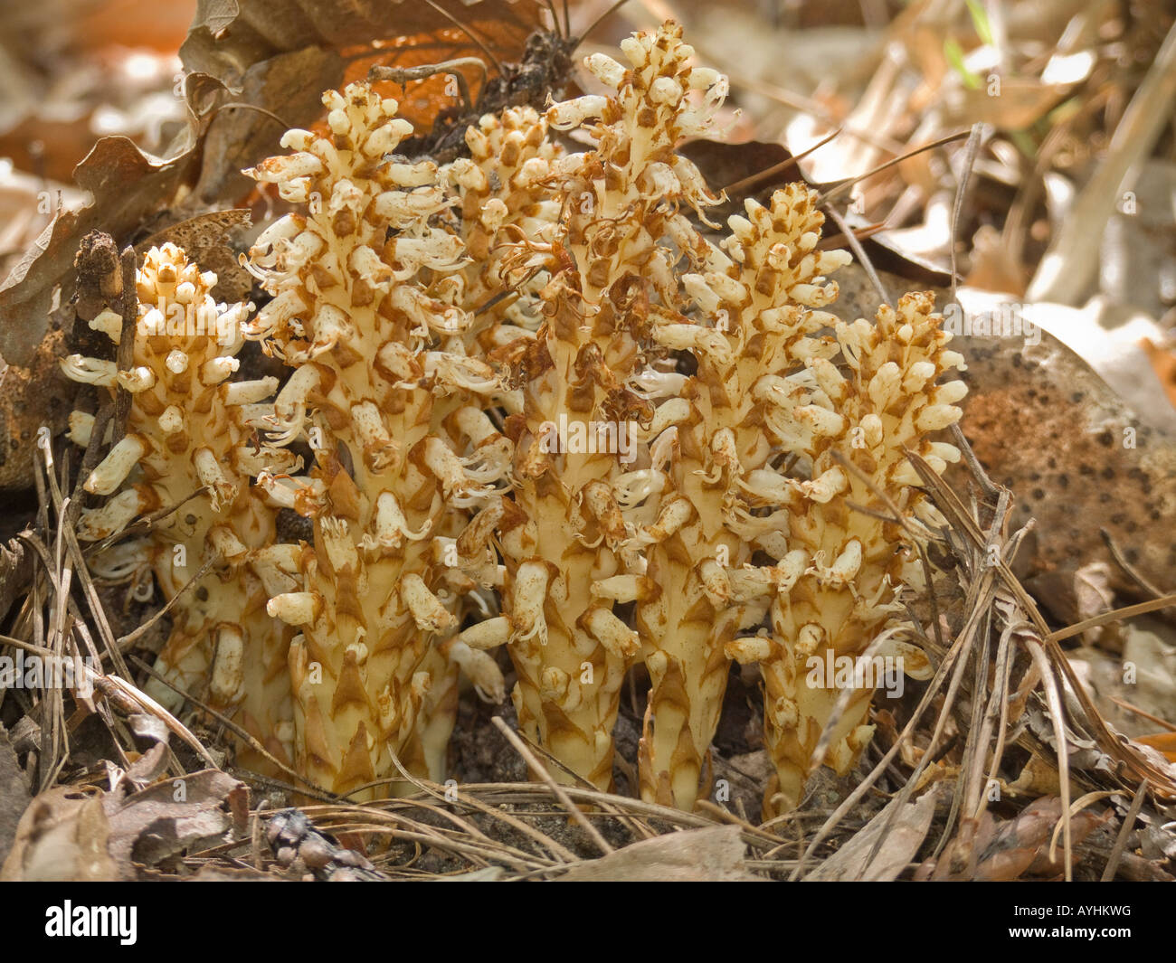 Squawroot or cancerroot Conopholis americana perennial plant parasite Stock Photo