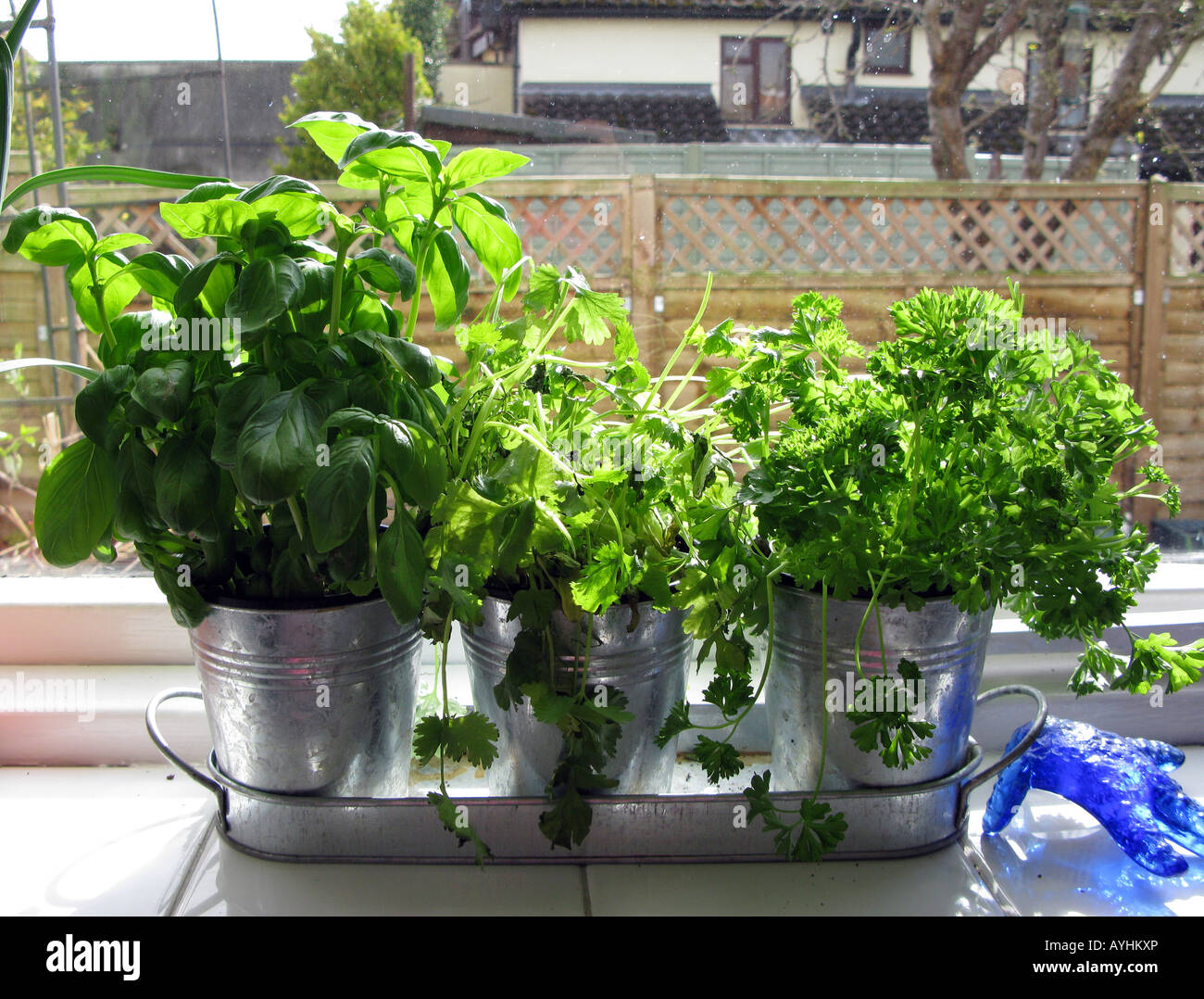 herbs on kitchen window sill Stock Photo Alamy
