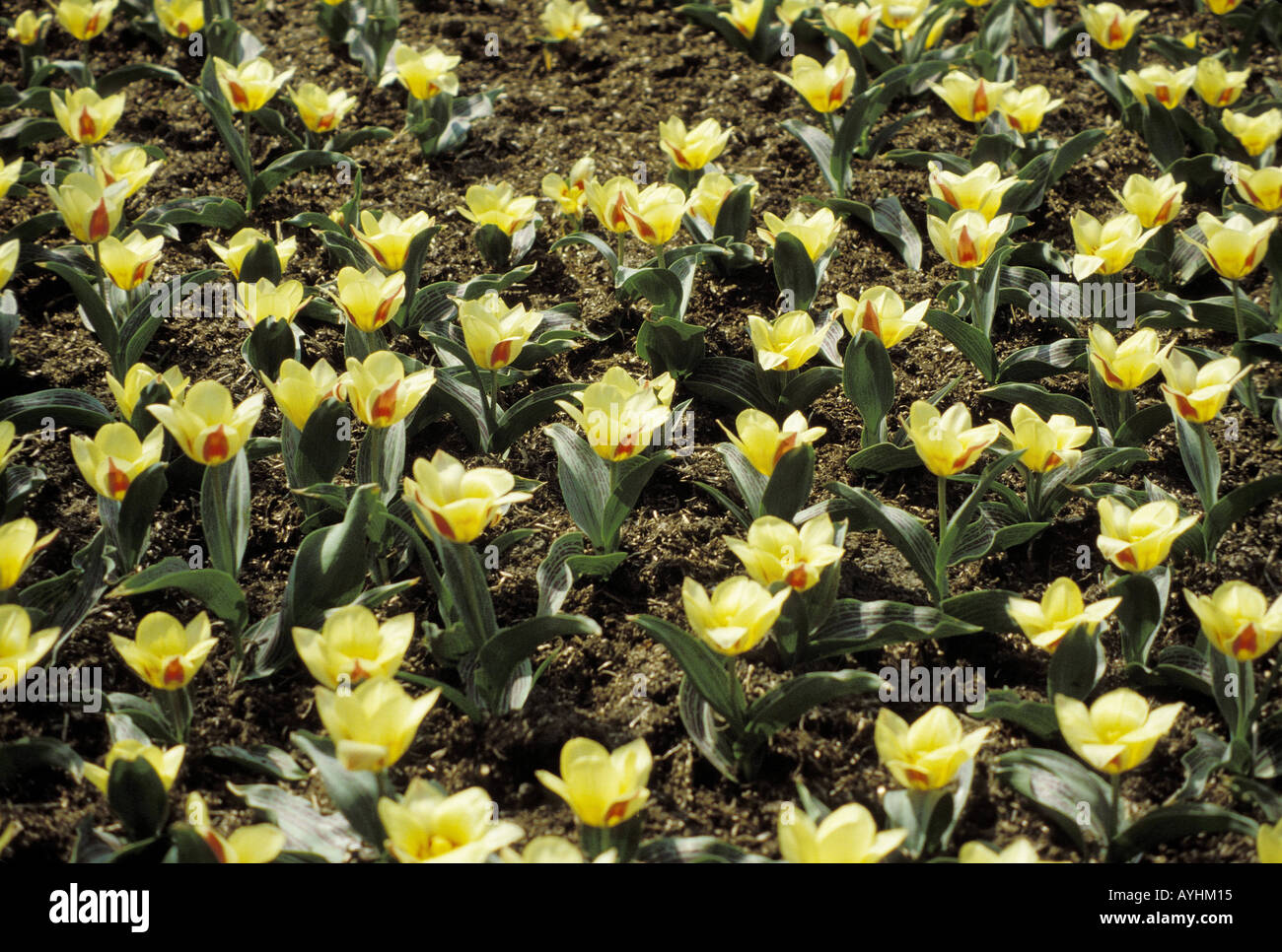 Tulpenbeet Stock Photo