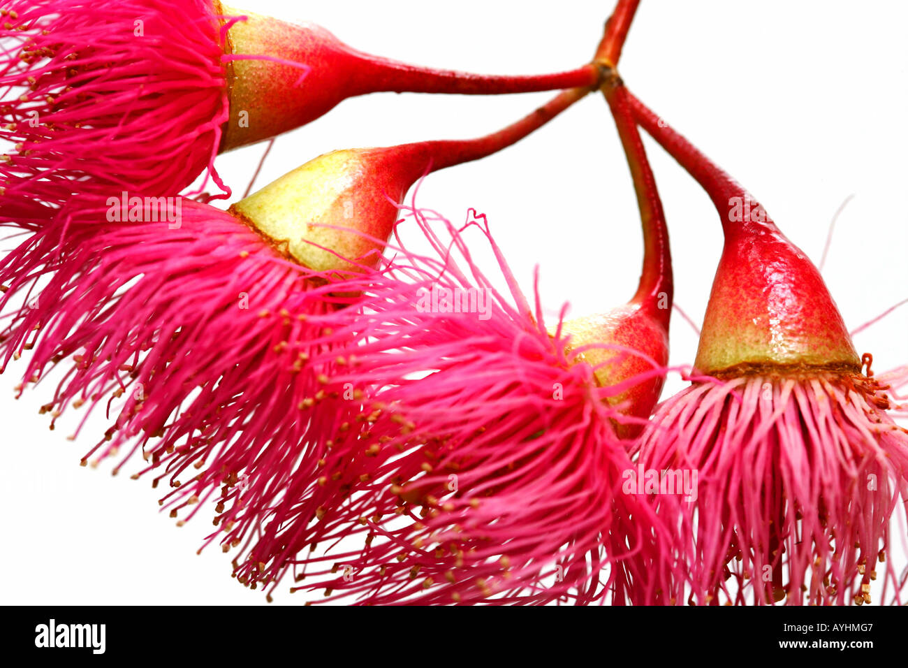 Australian Flora & Fauna Stock Photo - Alamy