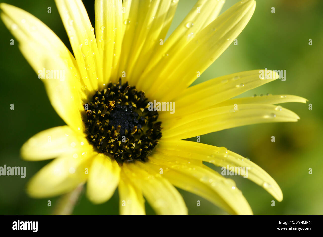Australian Little Daisy Stock Photo Alamy