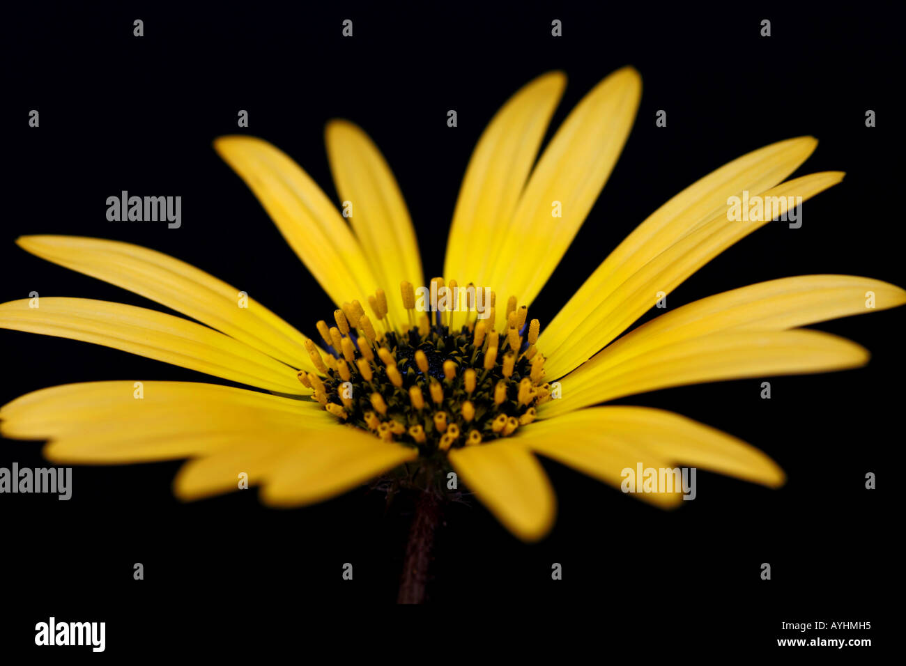 Australian Little Daisy Stock Photo Alamy