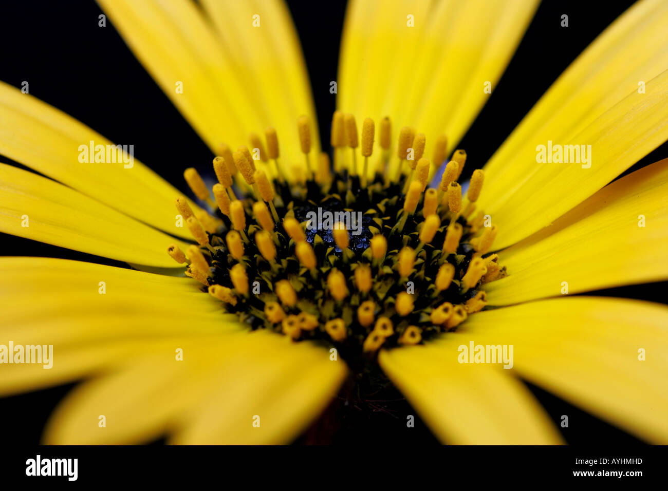 Australian Little Daisy Stock Photo Alamy
