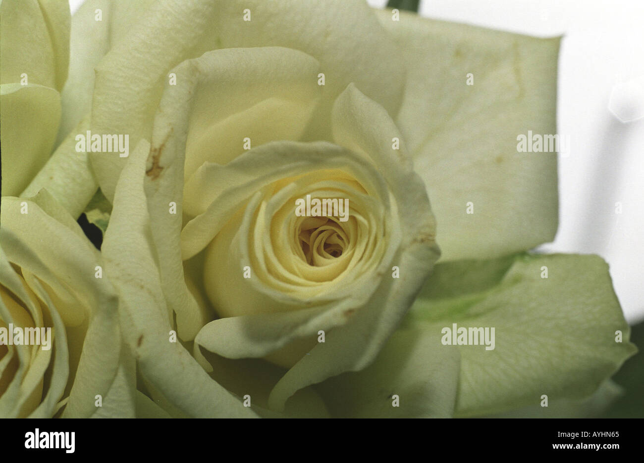 Weisse Edelrosen Stock Photo