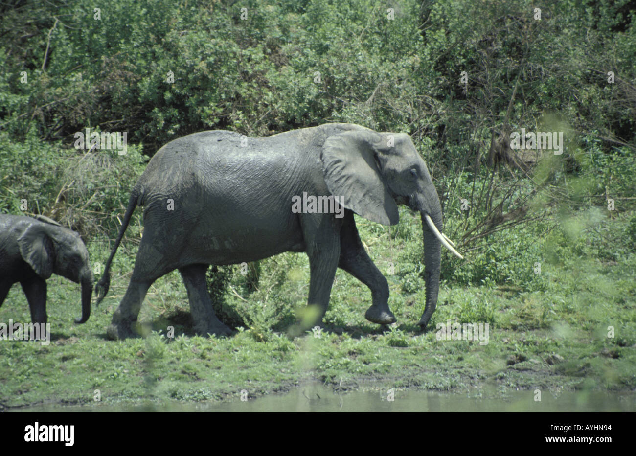 Elefantenmutter mit Jungtier an einer Wasserstelle Selous Game Reserve Tansania Stock Photo