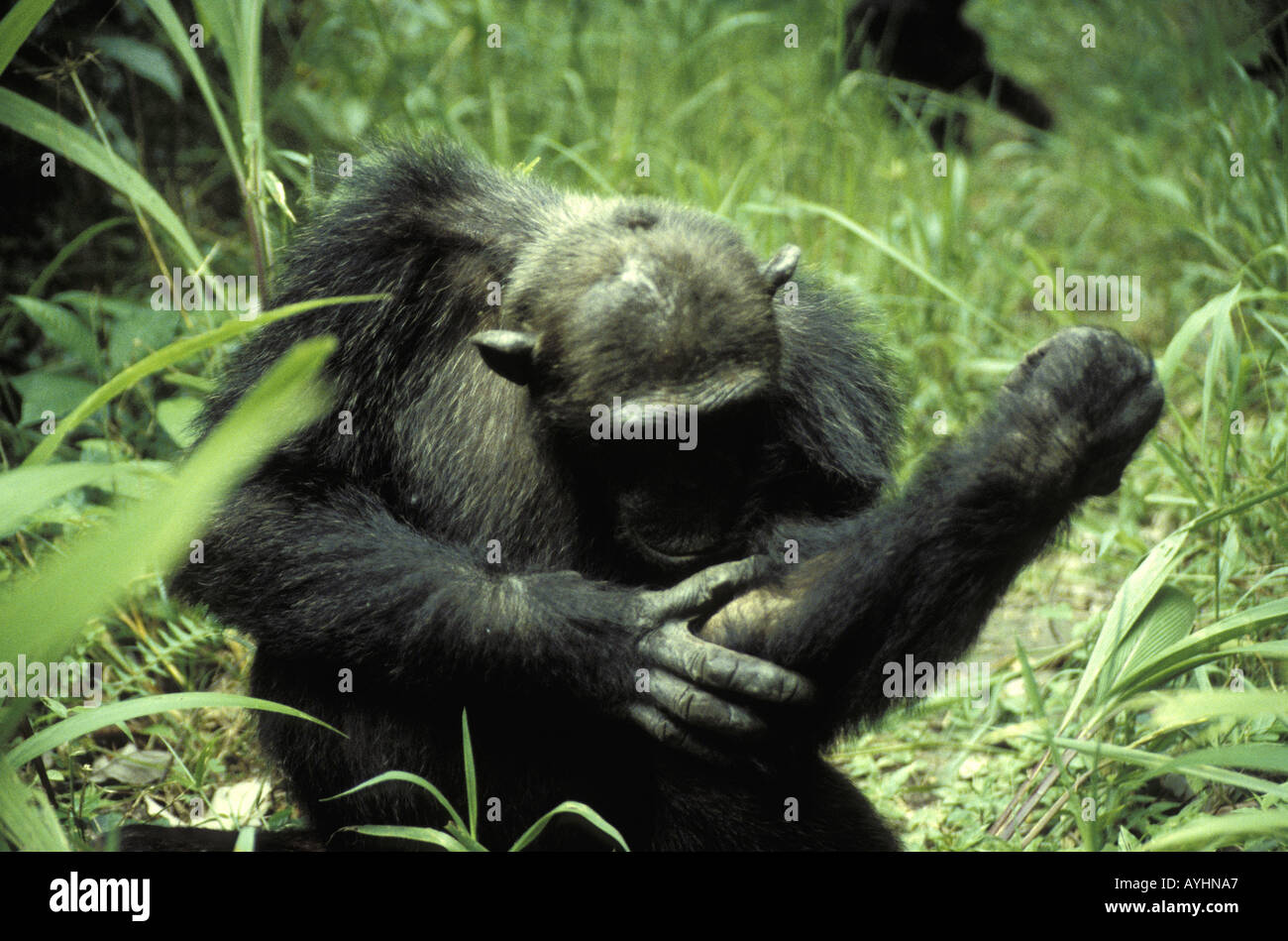Schimpanse bei der Koerperpflege Tansania Stock Photo