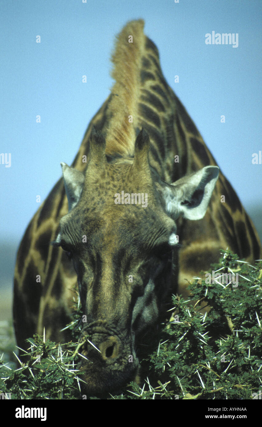 Fressende Giraffe in der Serengeti Tansania Stock Photo