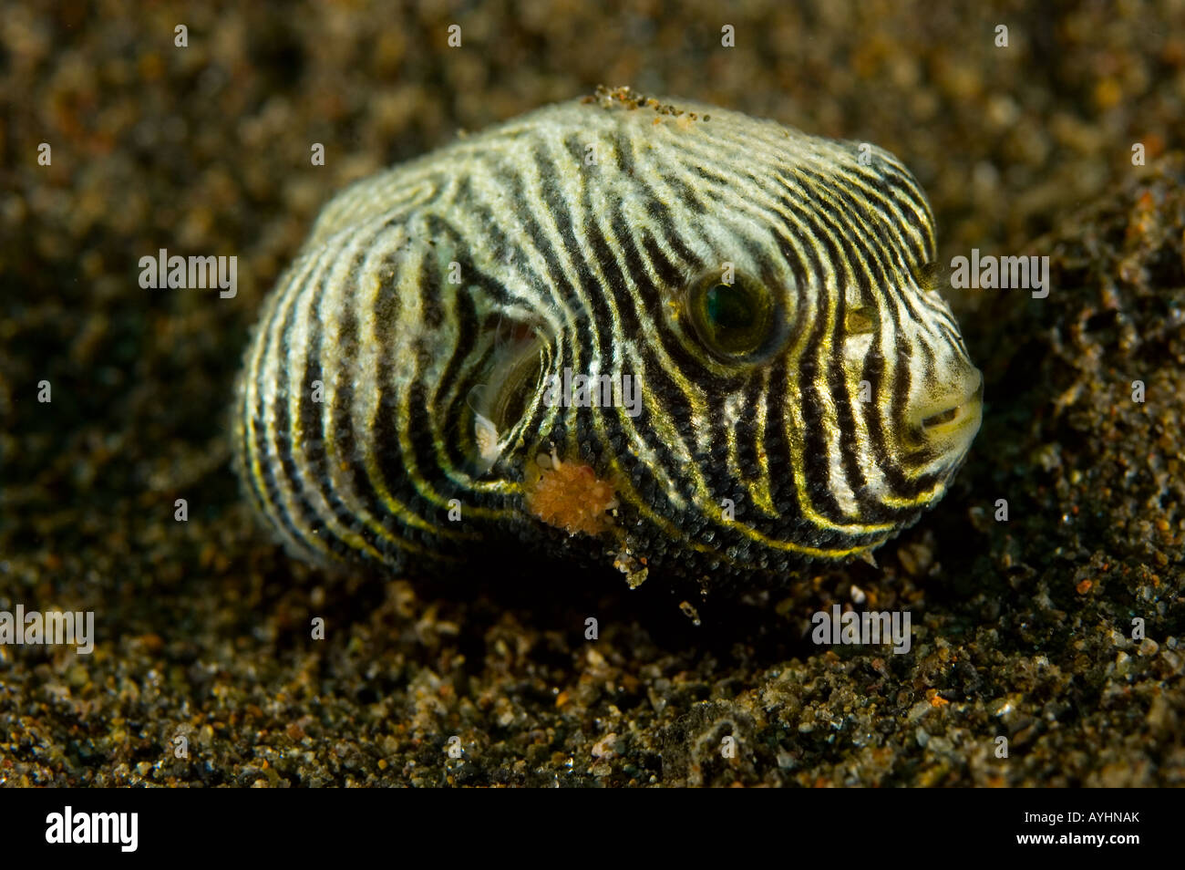 Juvenile star pufferfish Arothron stellatus Puri Jati north Bali Indonesia Pacific Ocean Stock Photo