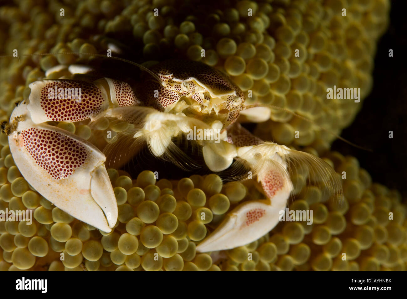 Porcelain crab Neopetrolisthes oshimai or maculatus in Haddon s anemone Stichodactyla haddoni Puri Jati north Bali Indonesia Stock Photo