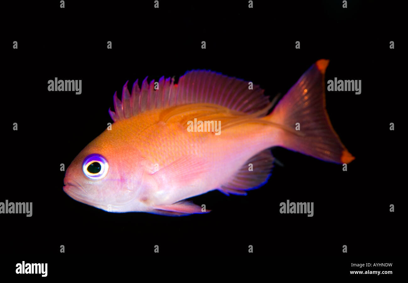 Female stocky anthias Pseudanthias hypselosoma with parasitic copepods attached Tulamben Bali Indonesia Pacific Ocean Stock Photo