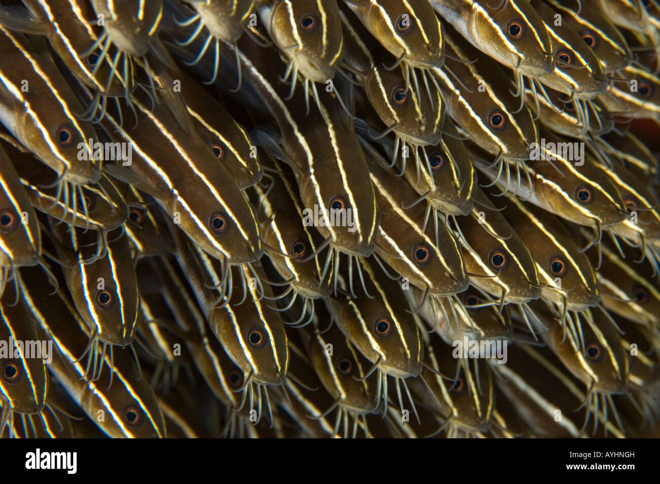 Schooling juvenile striped eel catfish Plotosus lineatus Tulamben Bali Indonesia Pacific Ocean Stock Photo