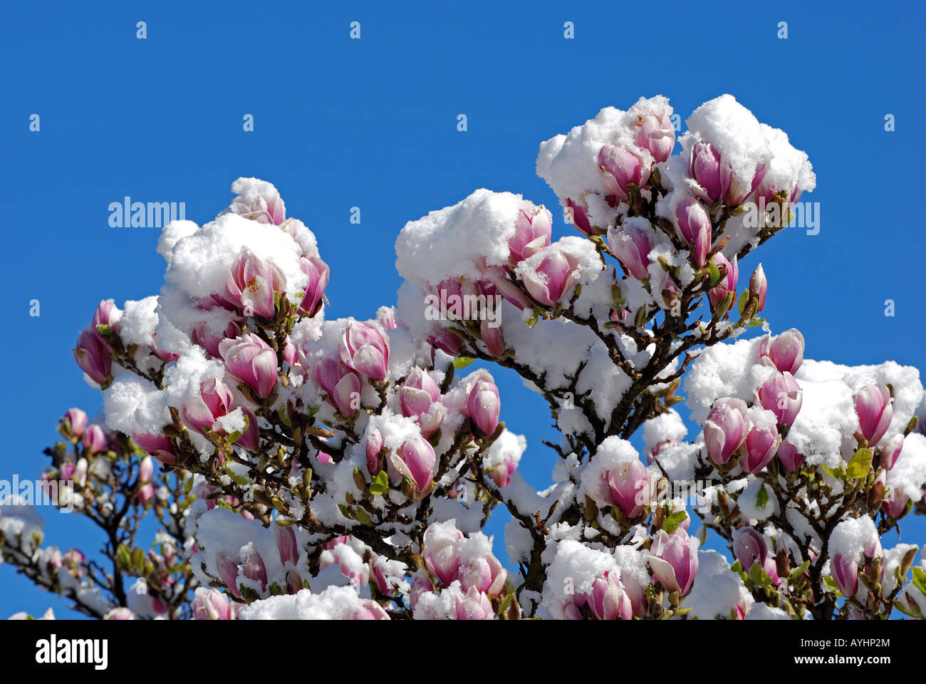 Magnolia gb hi-res stock photography and images - Alamy