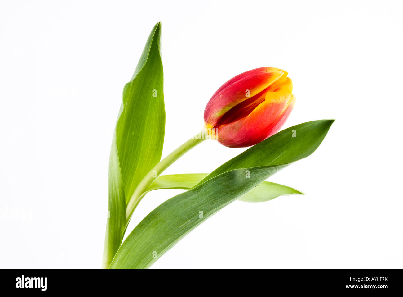 Single red and yellow tulip on white background Stock Photo