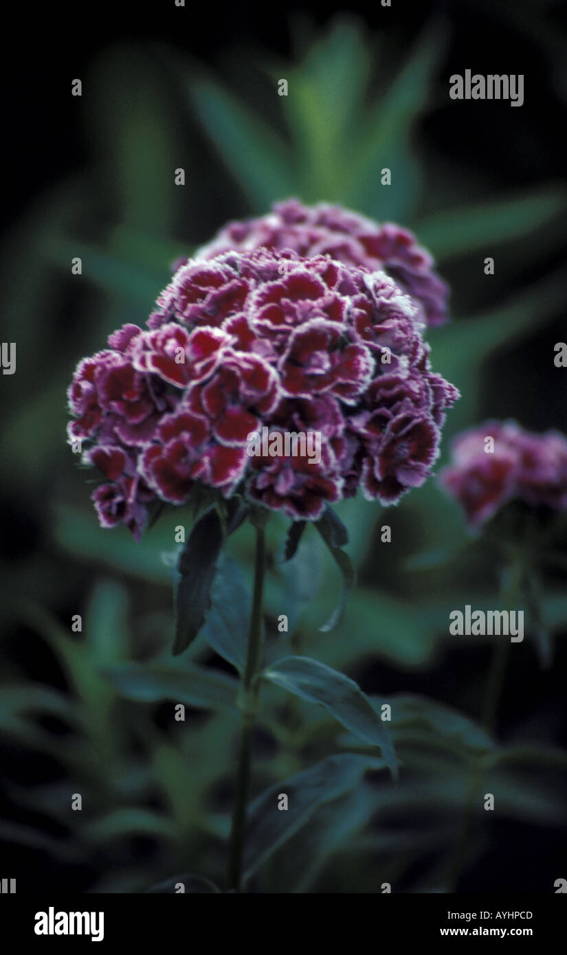 Bluehende Bartnelke Stock Photo