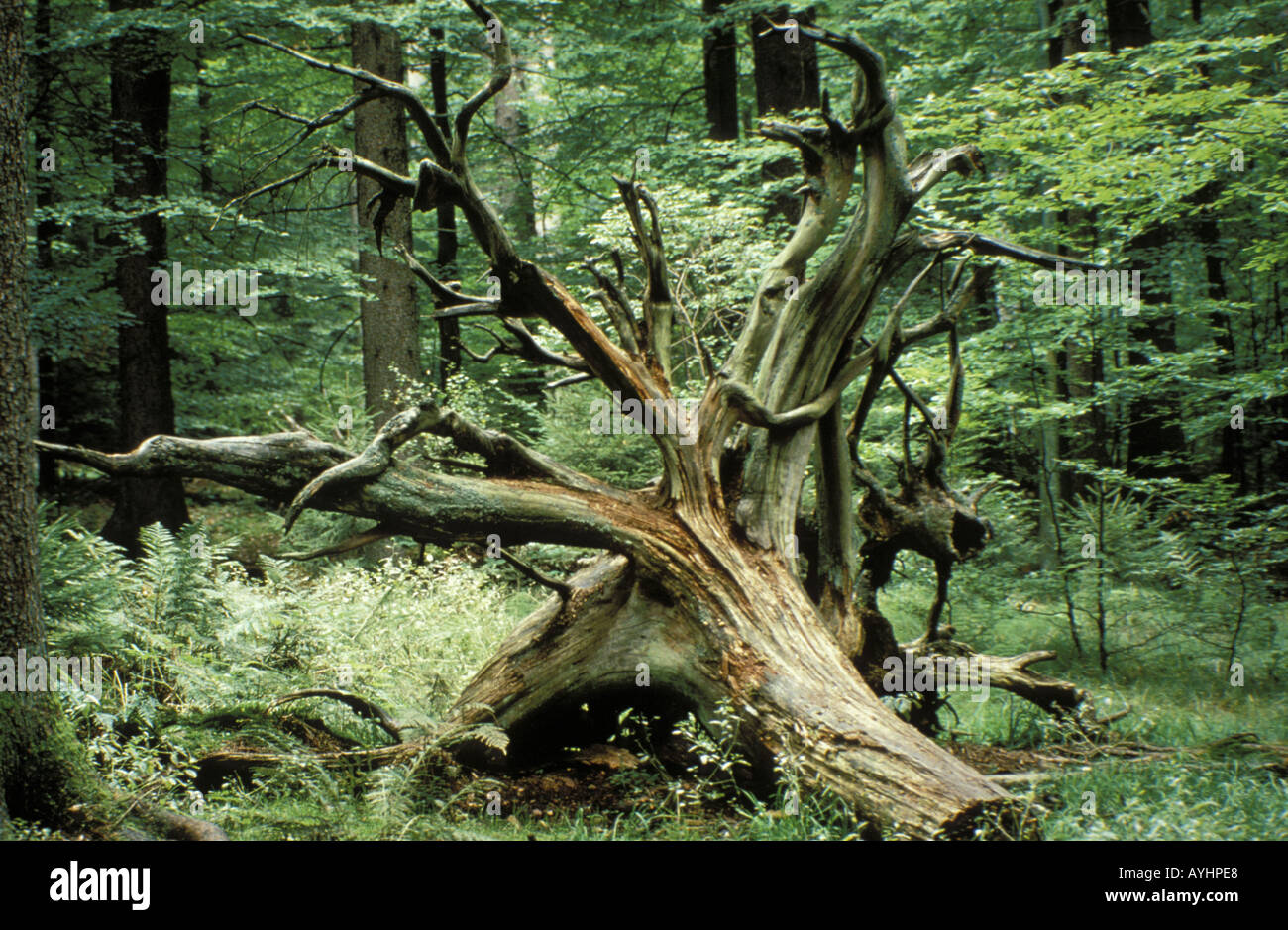 Verwitterte Wurzel im Nationalpark Bayerischer Wald Stock Photo