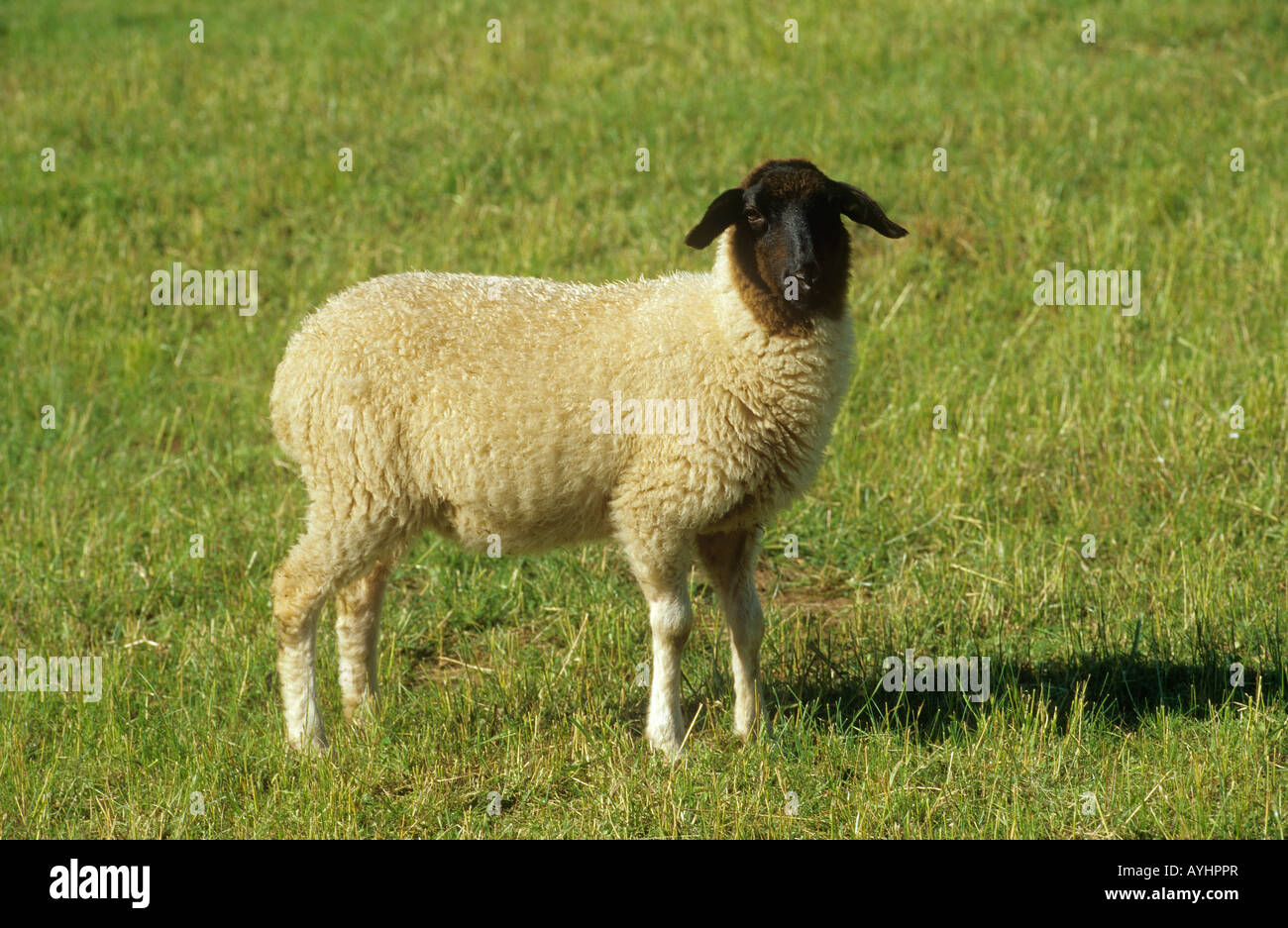 Rhoenschaf royal sheep - standing on meadow Stock Photo - Alamy