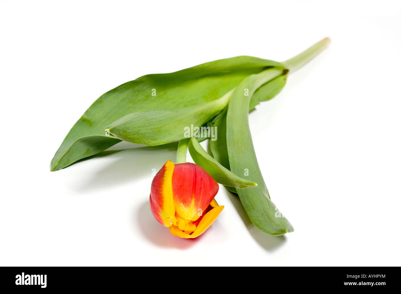 Single tulip laying on a white background shallow dof Stock Photo