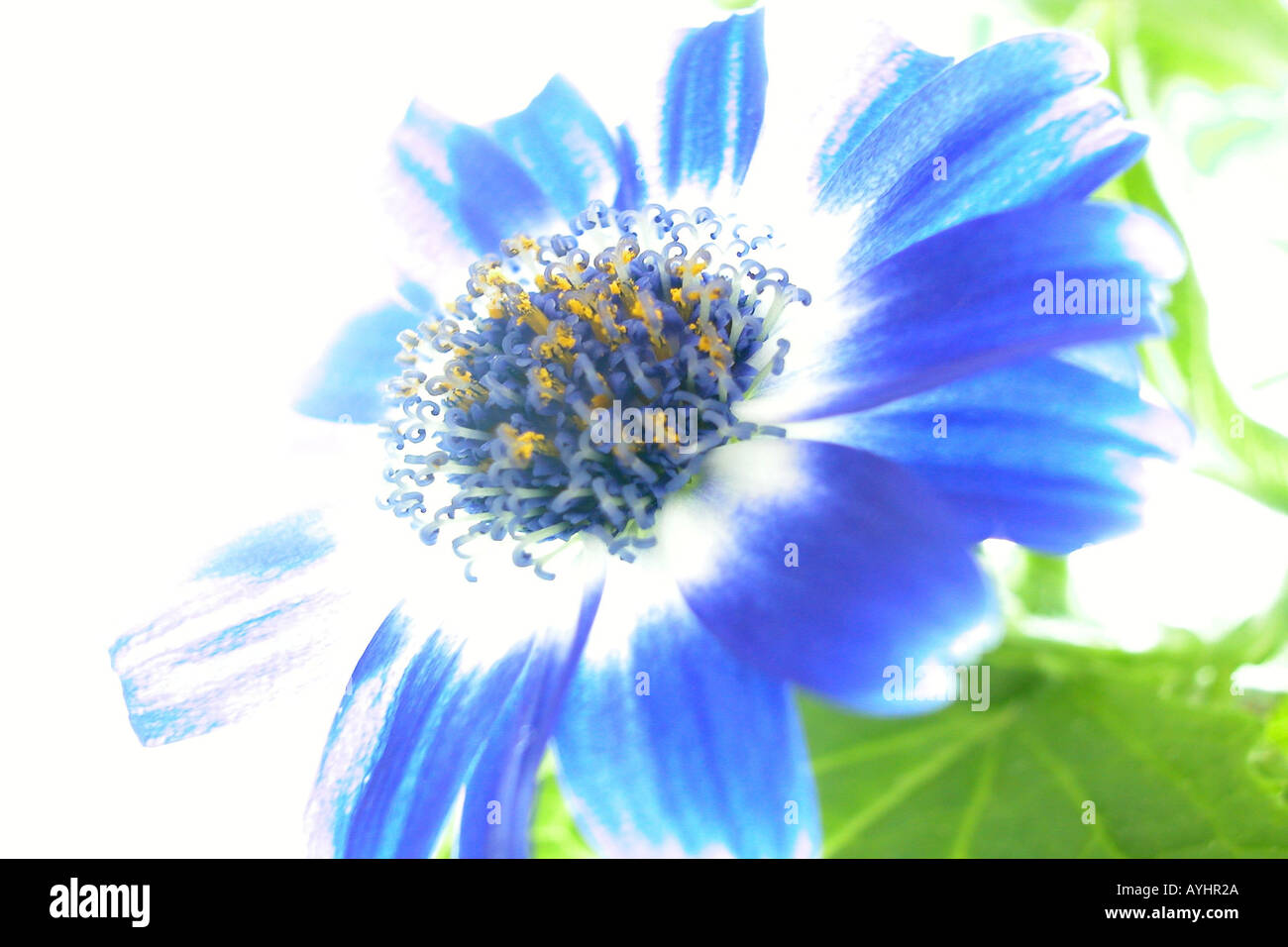 Blaue Blume ueberbelichtet Stock Photo