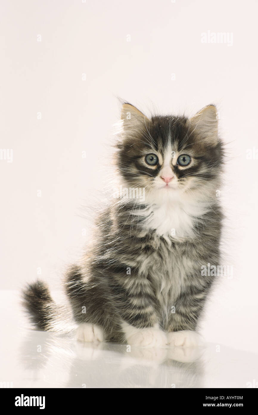 Siberian Forest Cat Tabby Kitten Sitting Studio Picture Against A siberian-forest-cat-tabby-kitten-sitting-studio-picture-against-a
