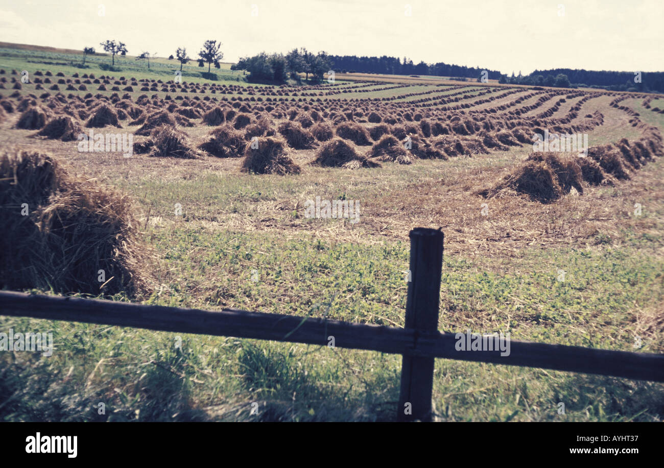 Getreideernte auf der Schwaebischen Alb Deutschland 1963 Stock Photo