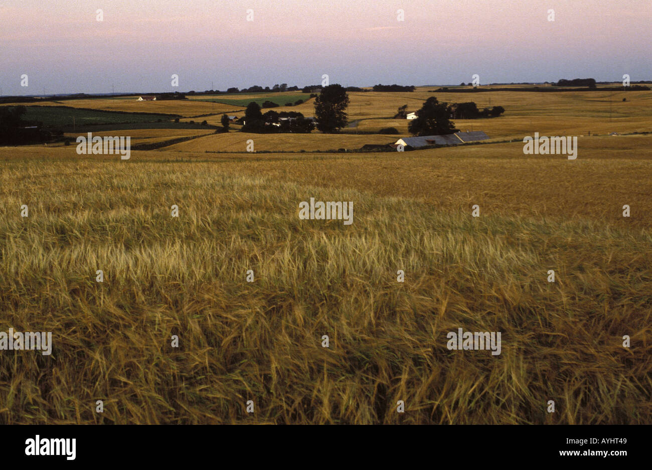 Getreidefeld Djursland Daenemark Stock Photo