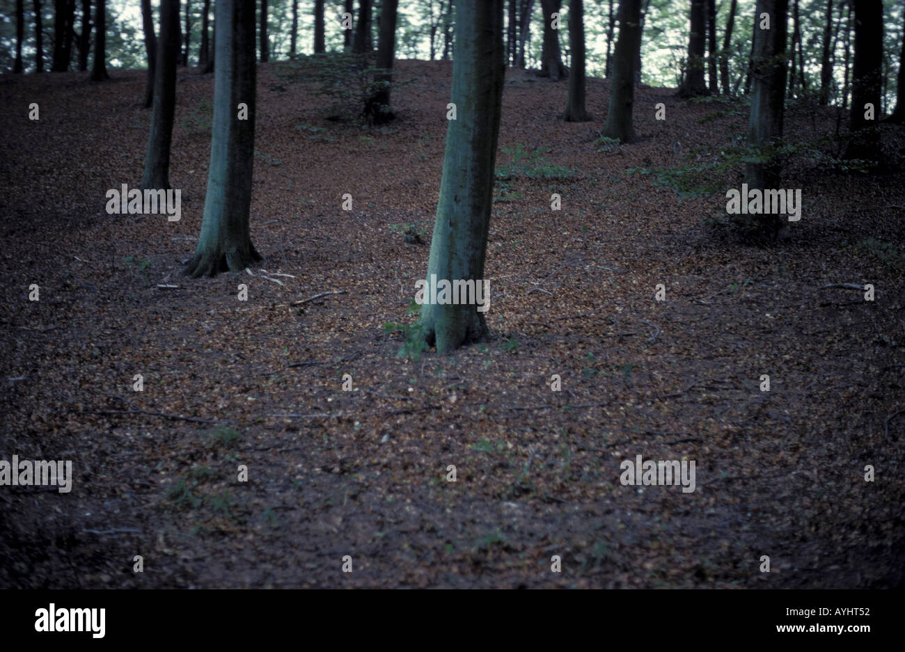 Waldlandschaft bei Aarhus Daenemark Stock Photo