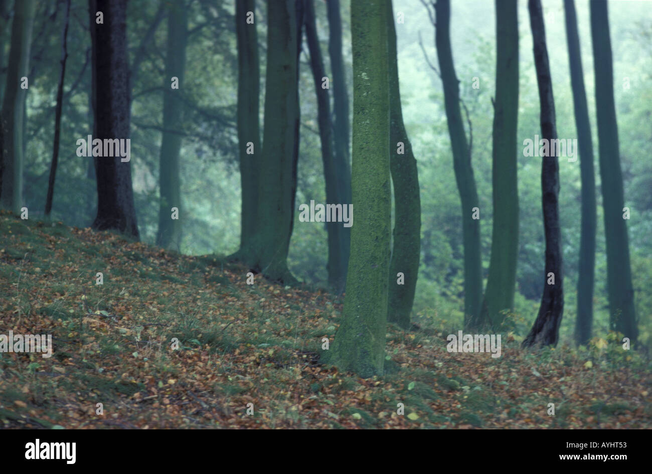 Wald bei Aarhus Daenemark Stock Photo