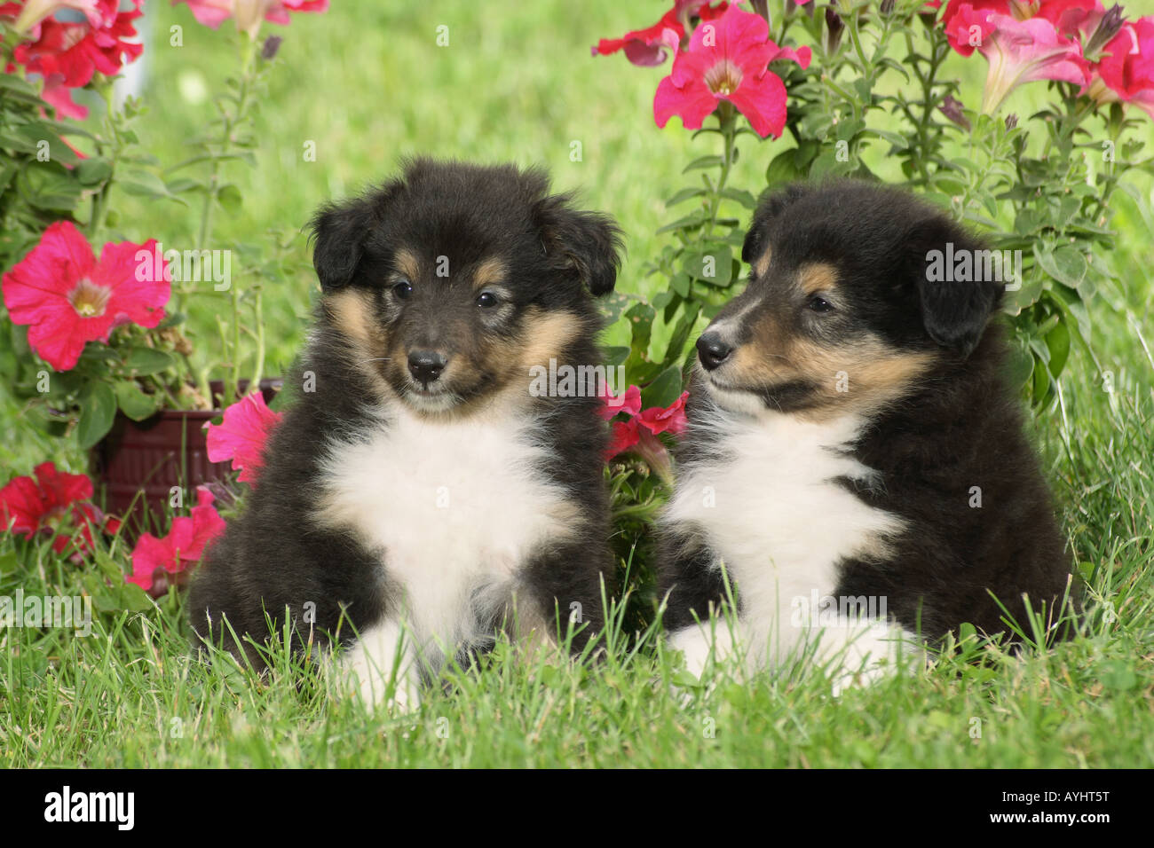Sheltie - two puppies sitting in the meadow Stock Photo - Alamy