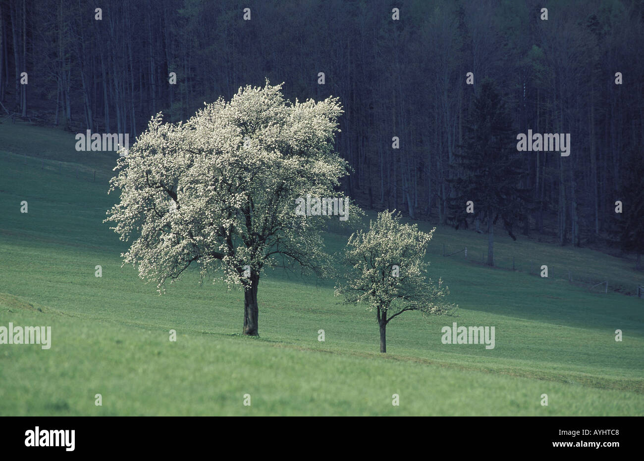 Bluehende Baeume Stock Photo