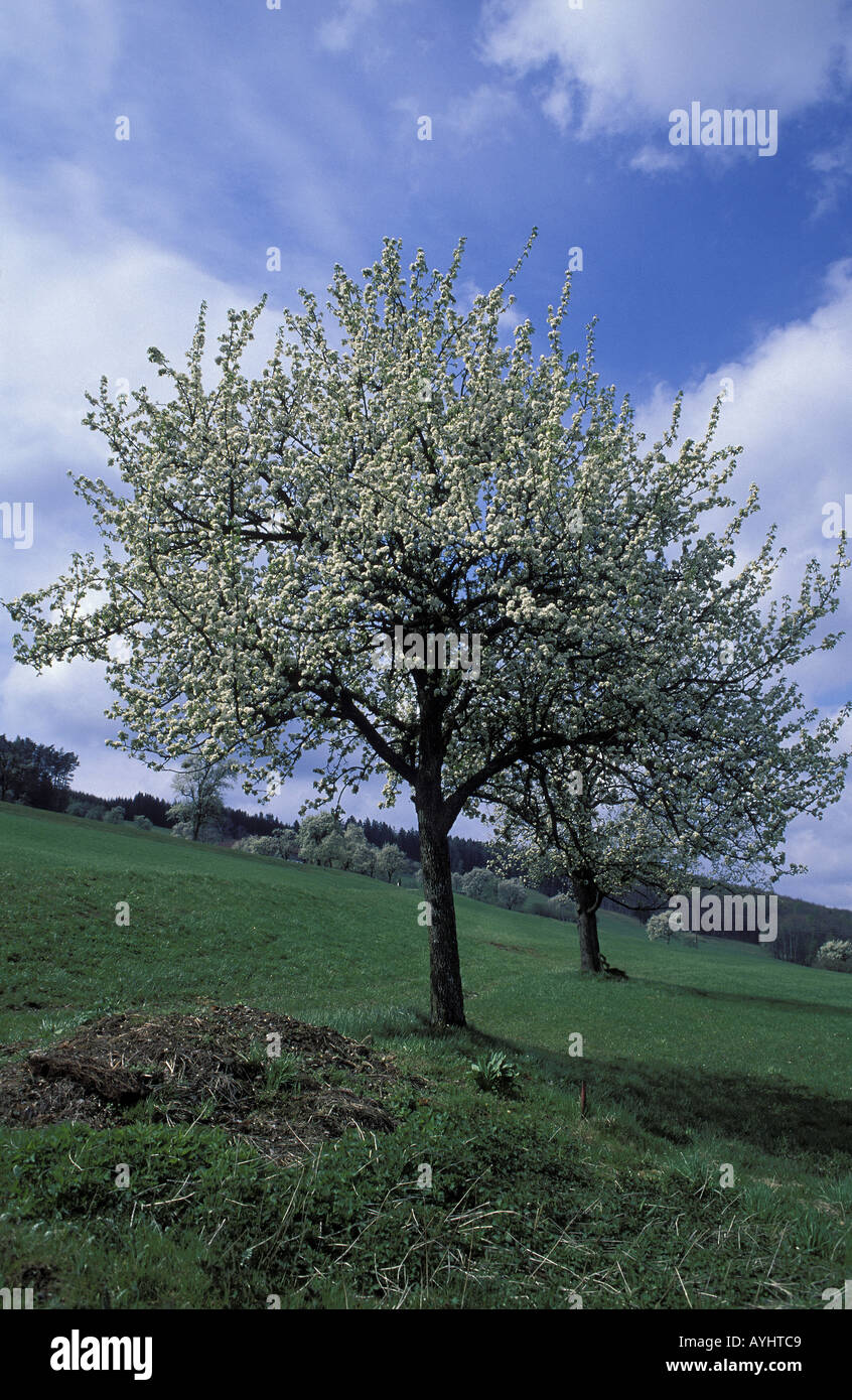 Bluehende Baeume Stock Photo