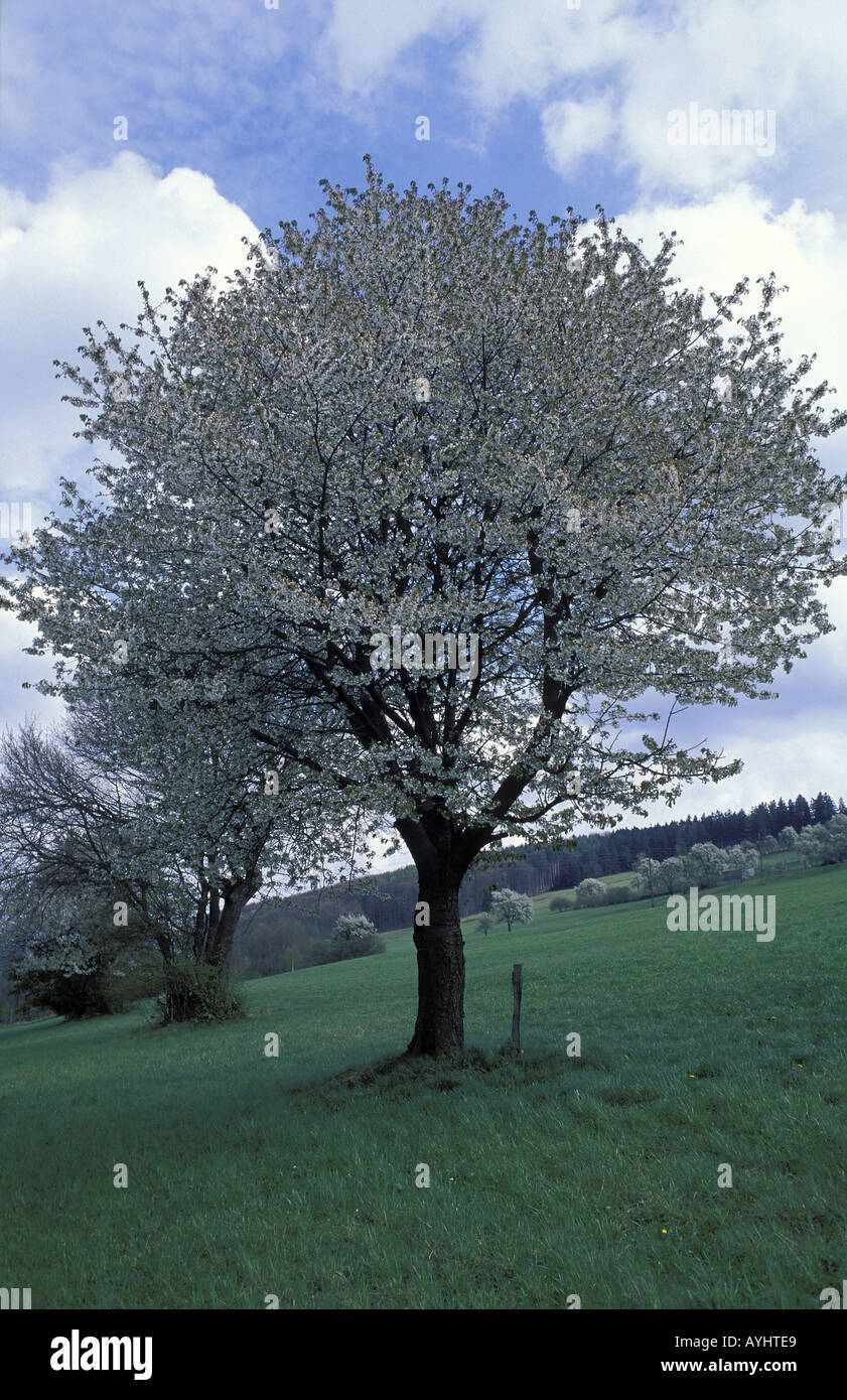 Bluehende Baeume Stock Photo