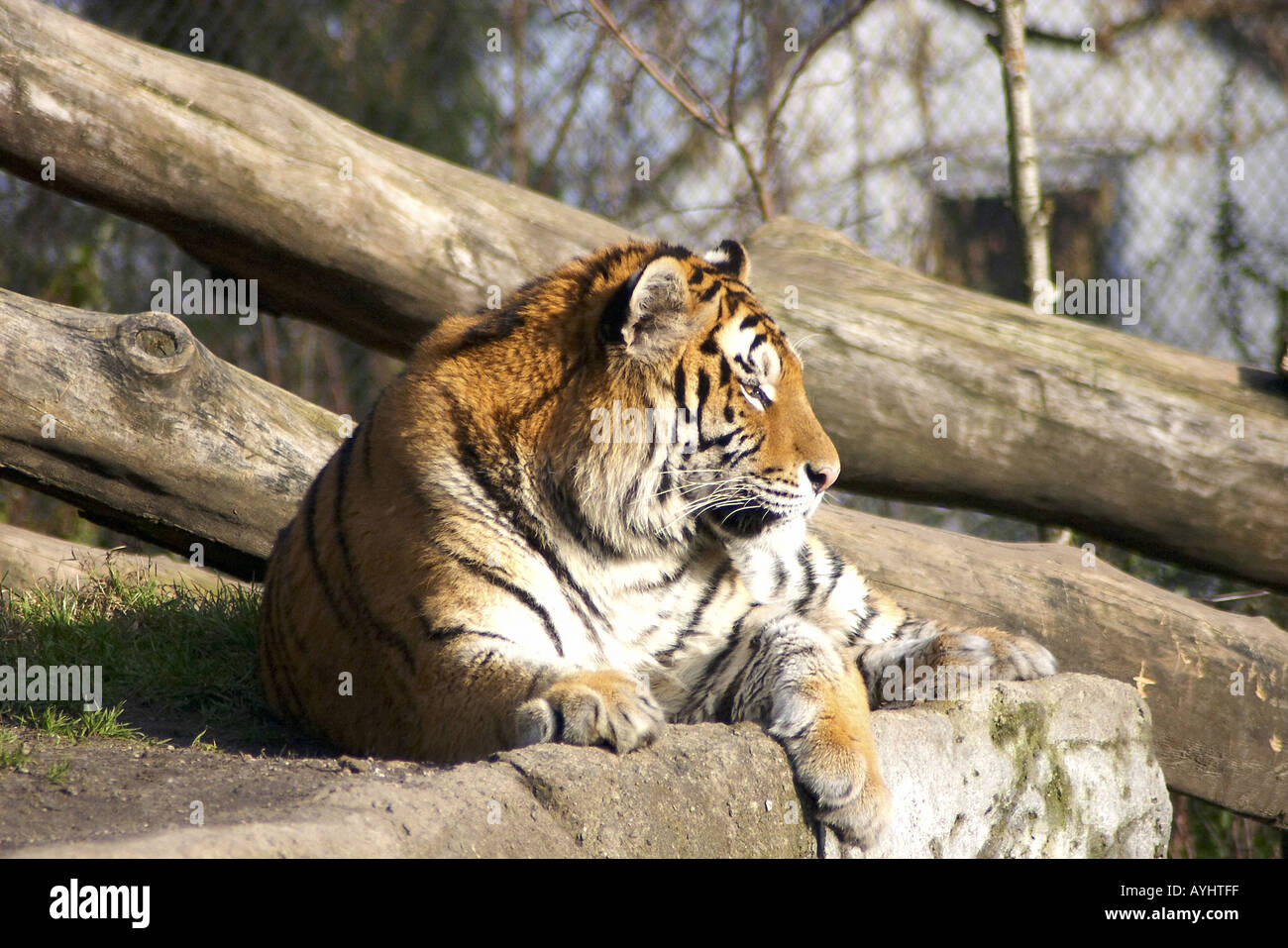 Tiger im Tierpark Stock Photo