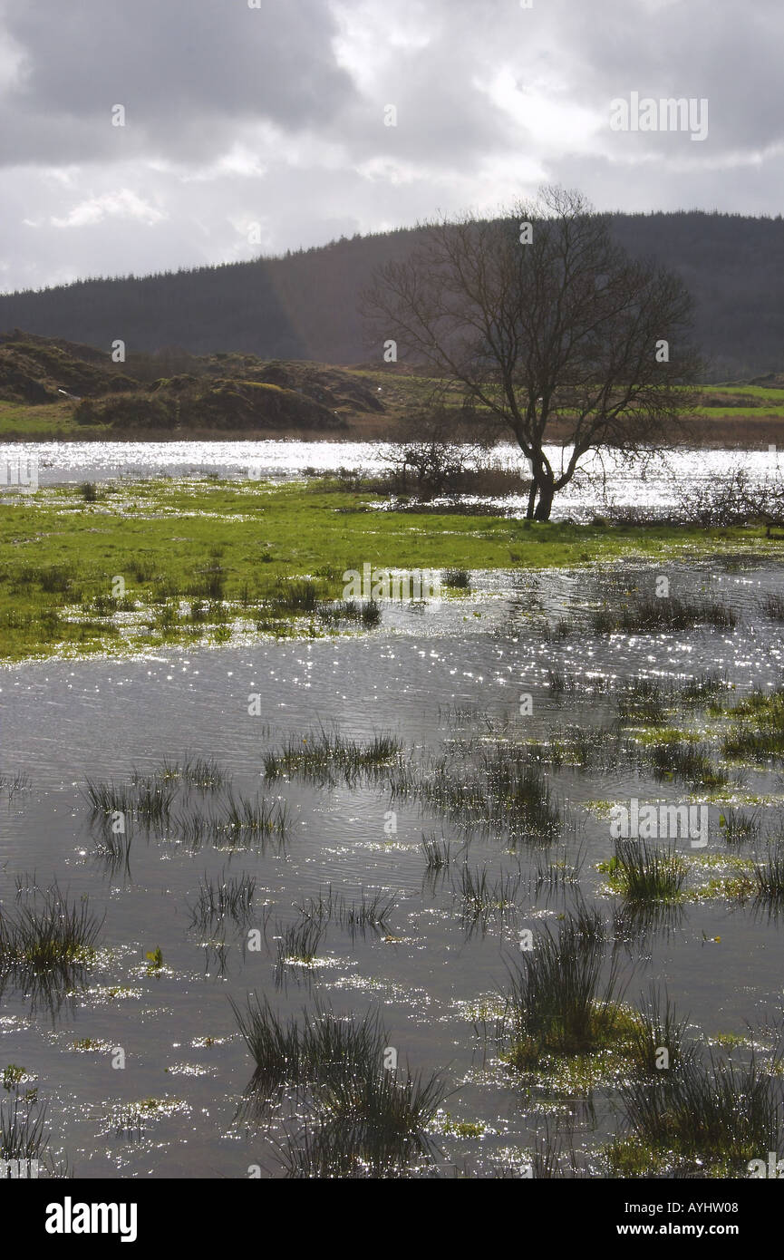 Sumpfige Landschaft Irland Stock Photo