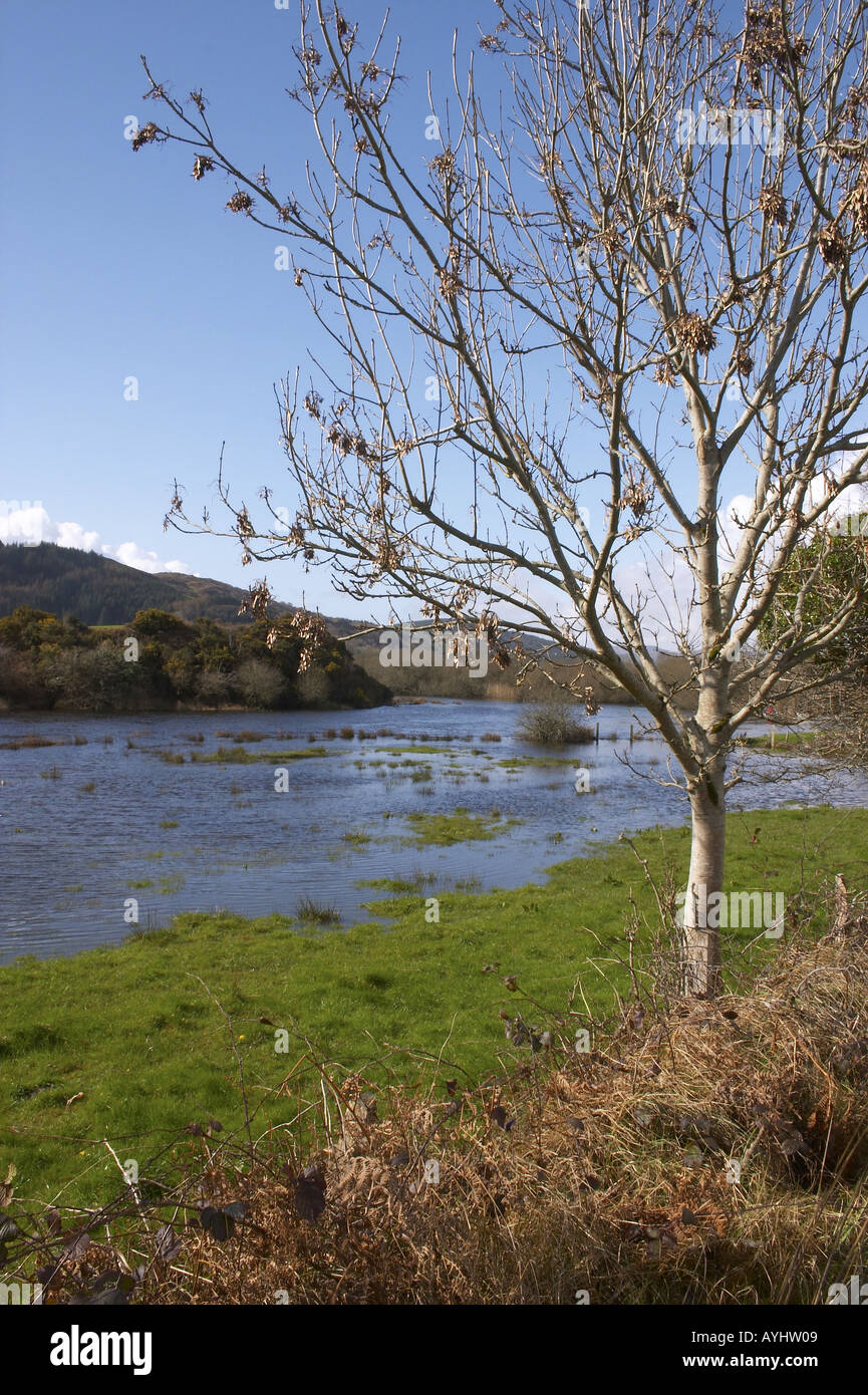 Sumpfige Landschaft Irland Stock Photo