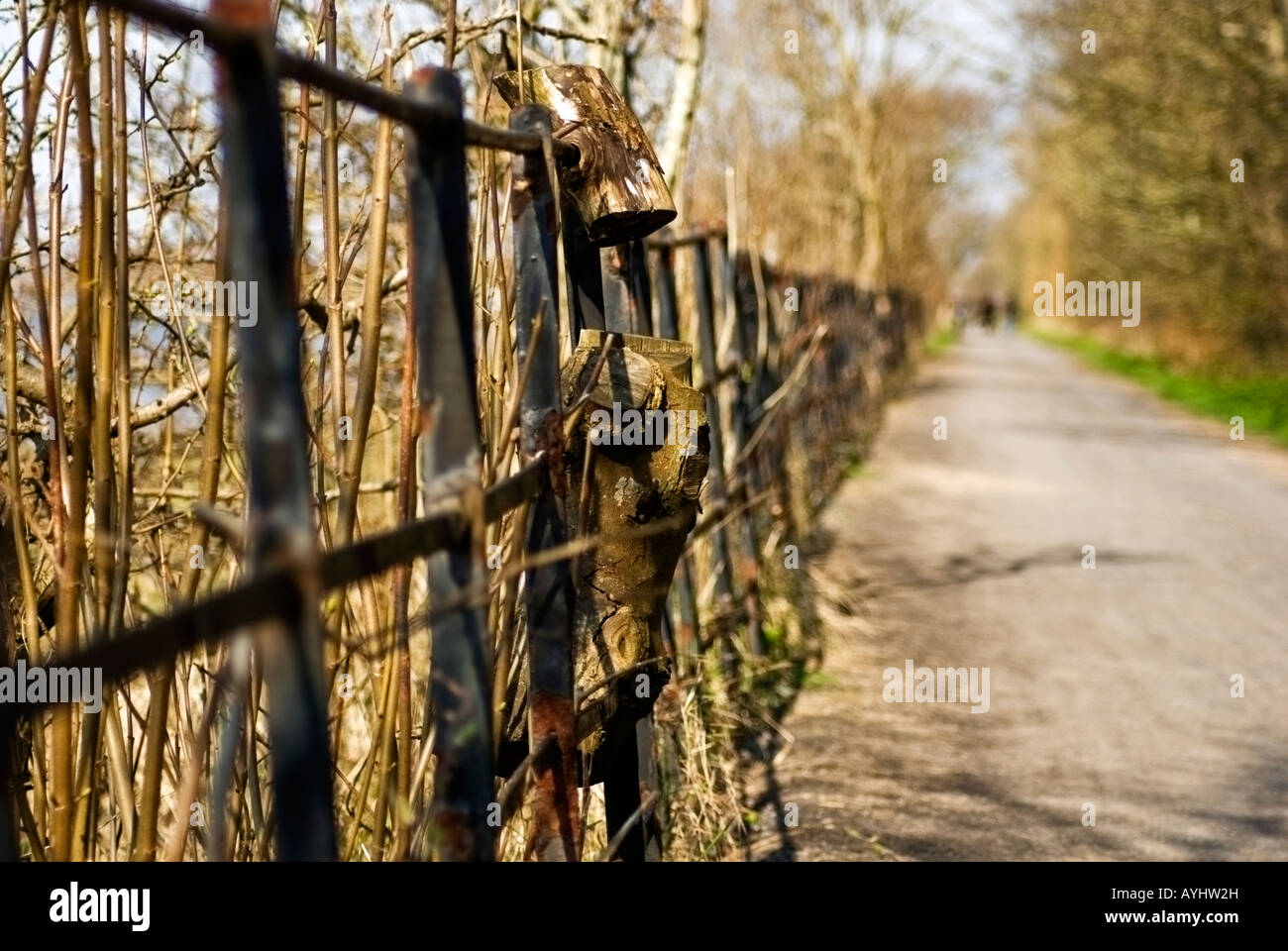 View of a tree that has grown around a metal fence Stock Photo